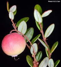 Attēlu rezultāti vaicājumam “Oxycoccus microcarpus”