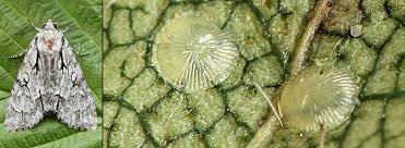 Attēlu rezultāti vaicājumam “Acronicta cuspis”