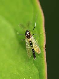 Attēlu rezultāti vaicājumam “Cricotopus male”