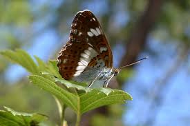 Attēlu rezultāti vaicājumam “Limenitis camilla”