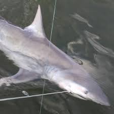 Image result for Carcharhinus isodon