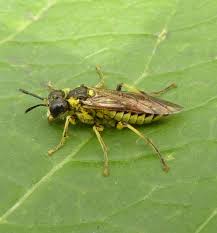 Attēlu rezultāti vaicājumam “Tenthredo campestris female”