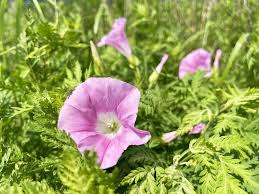Attēlu rezultāti vaicājumam “Calystegia inflata”