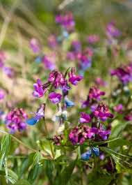 Attēlu rezultāti vaicājumam “Lathyrus vernus”