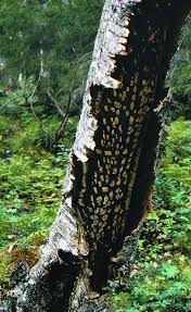 Attēlu rezultāti vaicājumam “Inonotus obliquus”