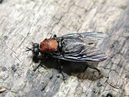 Attēlu rezultāti vaicājumam “Clitellaria ephippium”