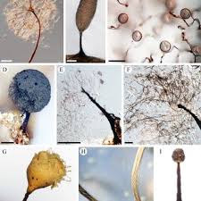 Attēlu rezultāti vaicājumam “Metatrichia vesparia”