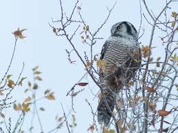 Image result for Surnia ulula