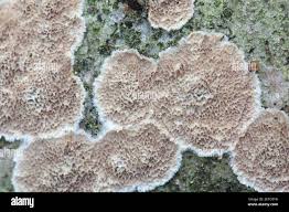 Attēlu rezultāti vaicājumam “Trichaptum abietinum”