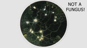 Attēlu rezultāti vaicājumam “Physarum confertum”