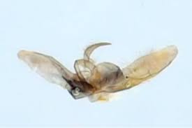 Attēlu rezultāti vaicājumam “Platyptilia tesseradactyla”