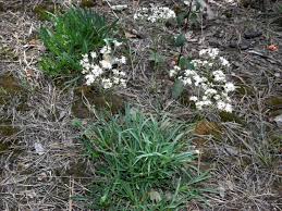 Attēlu rezultāti vaicājumam “Gypsophila fastigiata leaf”