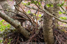 Attēlu rezultāti vaicājumam “Accipiter gentilis nest”