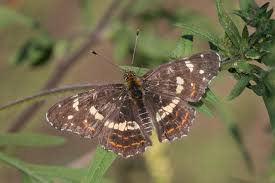 Attēlu rezultāti vaicājumam “Araschnia levana upperside”