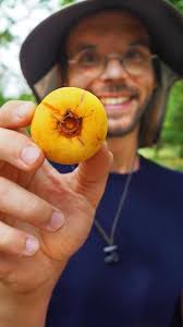 Attēlu rezultāti vaicājumam “Carex diandra fruit”