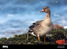 Attēlu rezultāti vaicājumam “Anser albifrons”