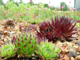 Image result for echtes Hauswurz