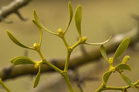 Attēlu rezultāti vaicājumam “Viscum album female flower”