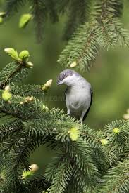 Attēlu rezultāti vaicājumam “Sylvia curruca adult”