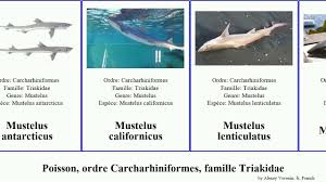 Image result for Scylliogaleus quecketti