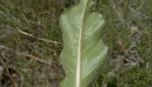 Attēlu rezultāti vaicājumam “Hypochaeris maculata leaf”