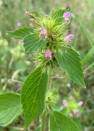 Attēlu rezultāti vaicājumam “Galeopsis tetrahit flower”