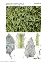 Attēlu rezultāti vaicājumam “Plagiothecium undulatum”