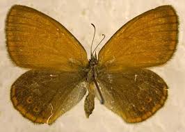 Attēlu rezultāti vaicājumam “Coenonympha glycerion”