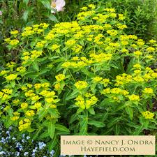Attēlu rezultāti vaicājumam “Euphorbia palustris flower”