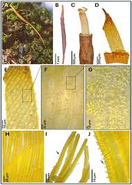 Attēlu rezultāti vaicājumam “Tortula subulata sporophyte”