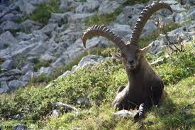 Attēlu rezultāti vaicājumam “Capra”