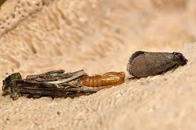 Attēlu rezultāti vaicājumam “Psyche casta”