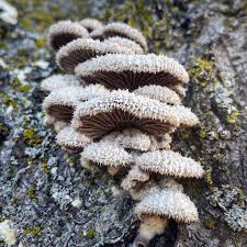 Attēlu rezultāti vaicājumam “Schizophyllum commune”