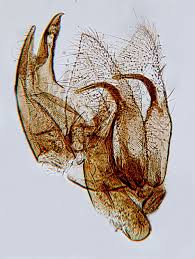 Attēlu rezultāti vaicājumam “Borkhausenia minutella”