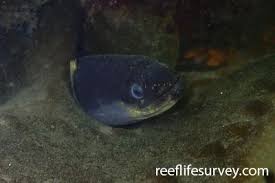 Image result for Anguilla rostrata