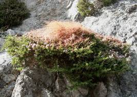 Attēlu rezultāti vaicājumam “Cuscuta epithymum subsp. trifolii flower”