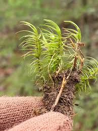 Attēlu rezultāti vaicājumam “Dicranum majus”