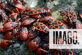 Attēlu rezultāti vaicājumam “Pyrrhocoris apterus imago”