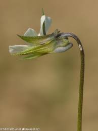 Attēlu rezultāti vaicājumam “Viola arvensis leaf”