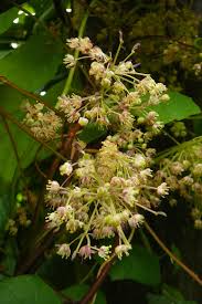 Attēlu rezultāti vaicājumam “Menispermum dauricum leaf”