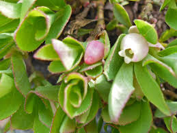 Attēlu rezultāti vaicājumam “Vaccinium uliginosum flower”