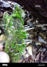 Attēlu rezultāti vaicājumam “Eocronartium muscicola”