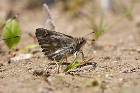 Attēlu rezultāti vaicājumam “Carcharodus floccifera”