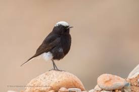 Image result for Oenanthe leucopyga