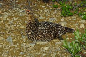 Attēlu rezultāti vaicājumam “Lagopus lagopus female”