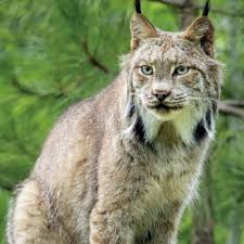 Afbeeldingsresultaat voor lynx