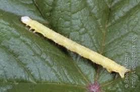 Attēlu rezultāti vaicājumam “Larentia clavaria”