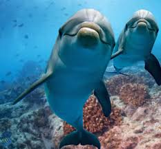 Afbeeldingsresultaat voor dolfijnen