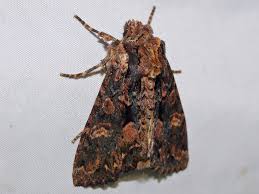 Attēlu rezultāti vaicājumam “Mniotype satura”