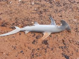 Image result for Sphyrna media